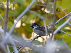 Passer domesticus