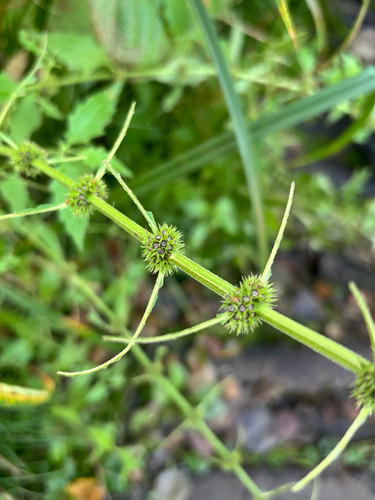 European water-horehound