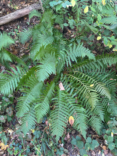 male fern