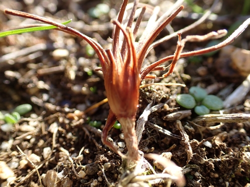 Isoetes histrix, 2026-10-17
