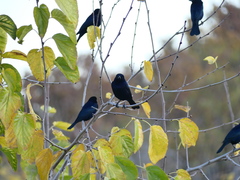 Molothrus bonariensis