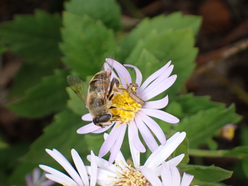 Common Drone Fly