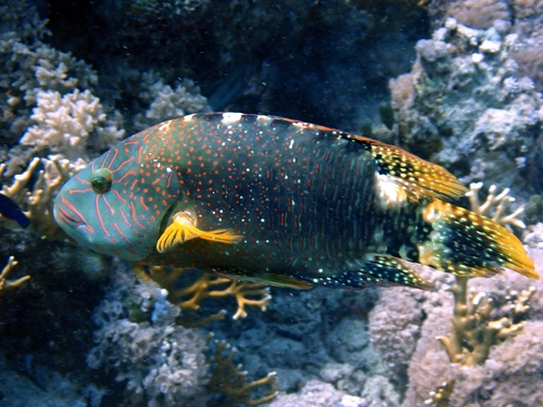 Cheilinus abudjubbe observed 2026-10-17