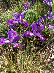 Iris tenax