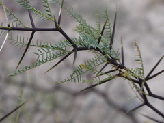 Prosopis alpataco