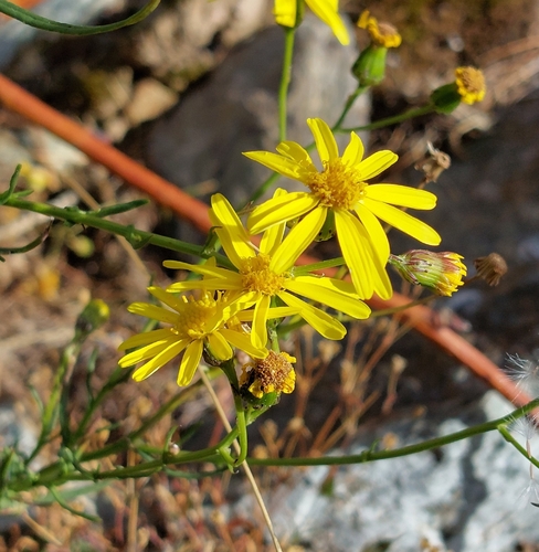 Narrow-leaved Ragwort
