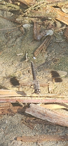 Northern Banded Groundling