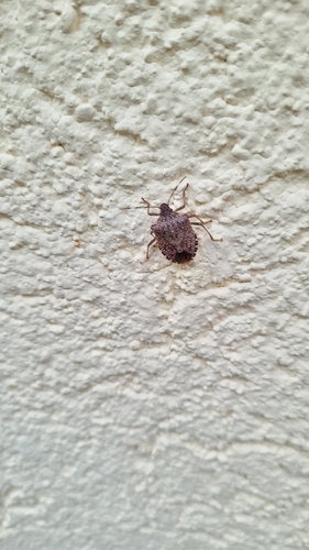Brown Marmorated Stink Bug