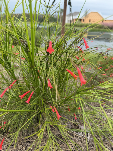 Russelia equisetiformis observed 2026-10-17