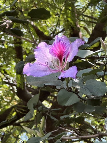 Bauhinia variegata observed 2026-10-17