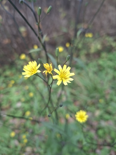 nipplewort