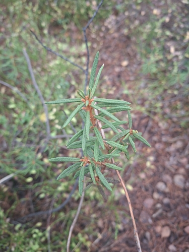 marsh Labrador tea