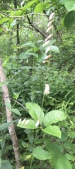 Melica mutica