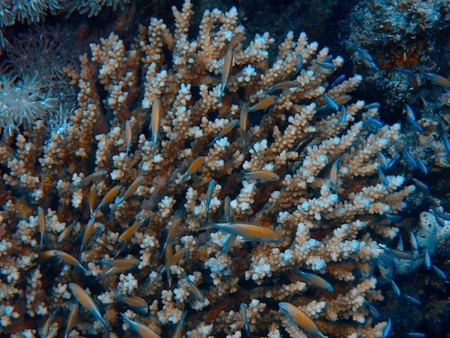 Chromis viridis observed 2026-10-17