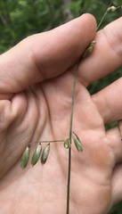 Melica mutica
