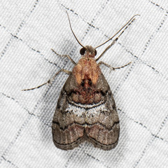 Pococera maritimalis
