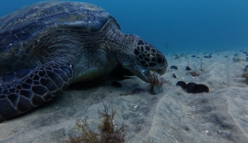 Green Sea Turtle observed by ezyy