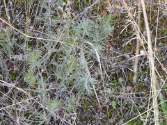 Teucrium pseudochamaepitys