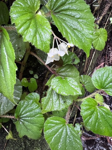 Begonia hirtella observed 2026-10-17