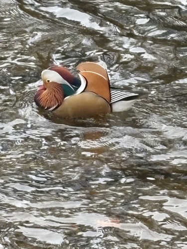 Mandarin Duck