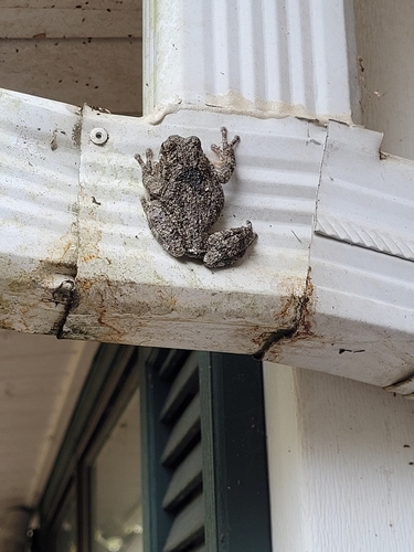 Cope's Gray Tree Frog observed by estabrooks
