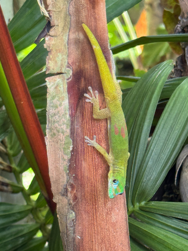 Phelsuma laticauda observed 2026-10-15