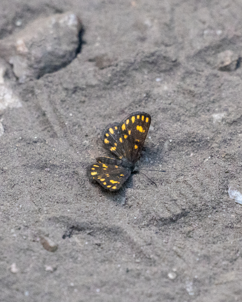 Synargis perrupta