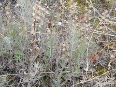 Teucrium pseudochamaepitys
