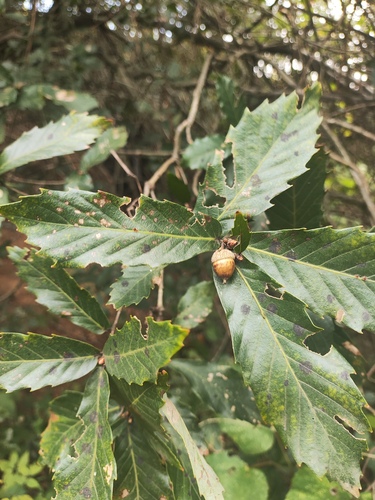 Quercus aliena observed 2026-10-17