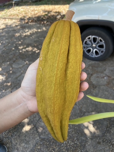 Pachira aquatica observed 2026-10-16
