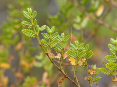 Larrea nitida