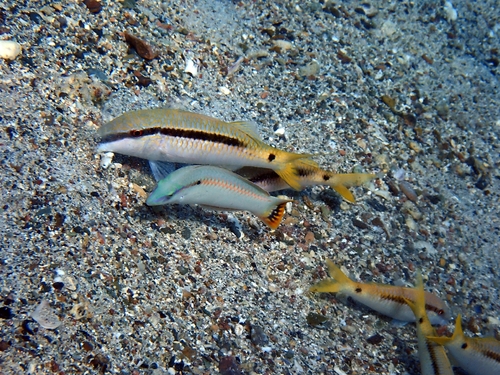 Halichoeres scapularis observed 2026-10-17