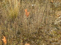 Teucrium pseudochamaepitys