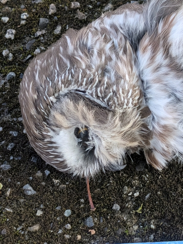 Northern Saw-whet Owl observed by maxfacts