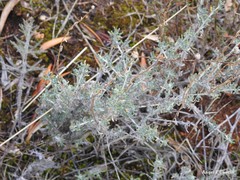 Teucrium polium