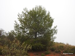 Pinus halepensis