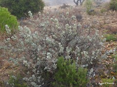 Cistus atriplicifolius