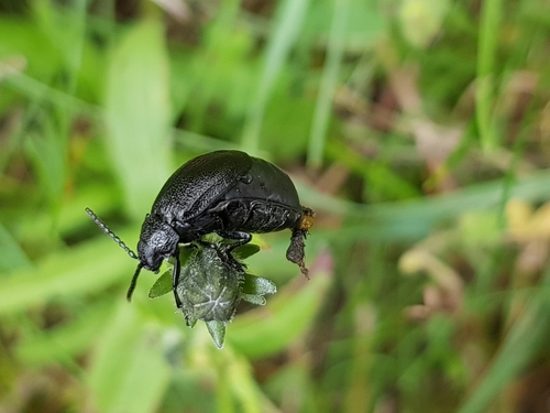 black-punctured leaf beetle