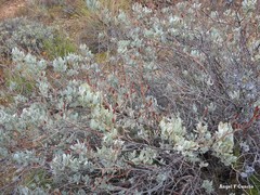 Cistus atriplicifolius