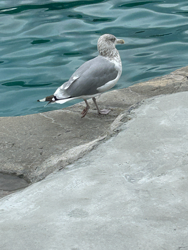 American Herring Gull observed by rinbow