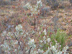 Cistus atriplicifolius