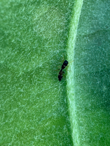 Myrmarachne nigella observed 2026-10-15