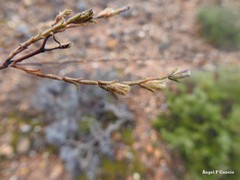 Odontites longiflorus