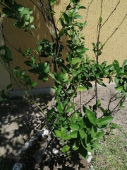 Citrus
