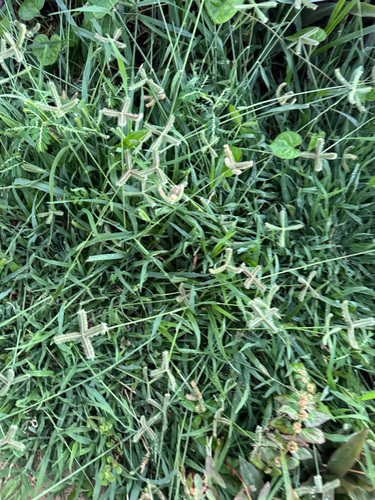 Dactyloctenium aegyptium observed 2026-10-16