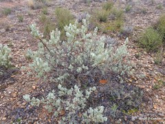 Cistus atriplicifolius