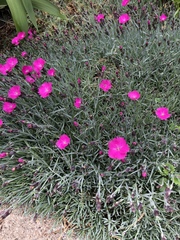 Dianthus gratianopolitanus