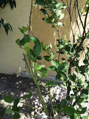 Citrus
