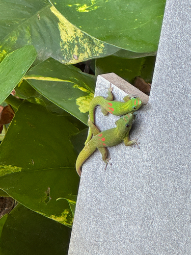 Phelsuma laticauda observed 2026-10-15