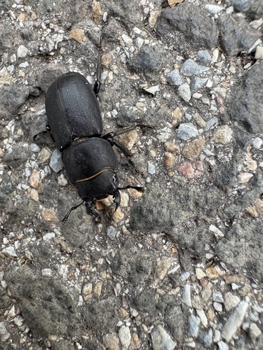 Lesser Stag Beetle